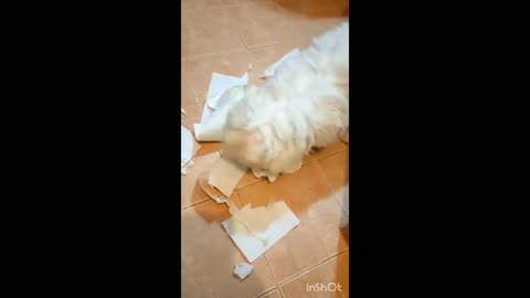 Maltese puppy proudly destroys toilet paper roll