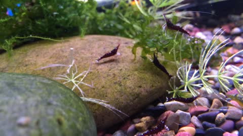 Caridina dennerli aka Sulawesi Shrimp Busy Foraging For Food