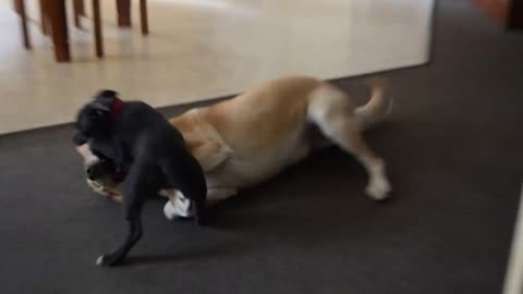 Yellow Labrador mauled by Blue English Staffy