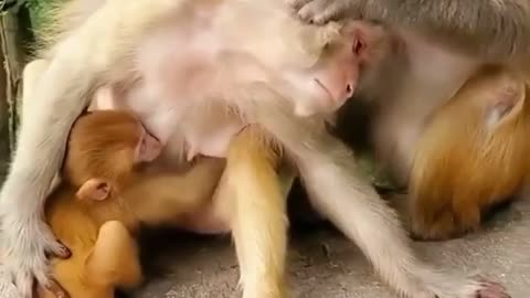 SPA for monkeys