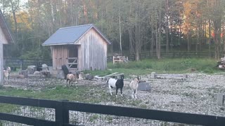 Goat Karma with Hay in her mouth 08.2020