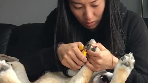 Woman clips shiba dog's toe nails