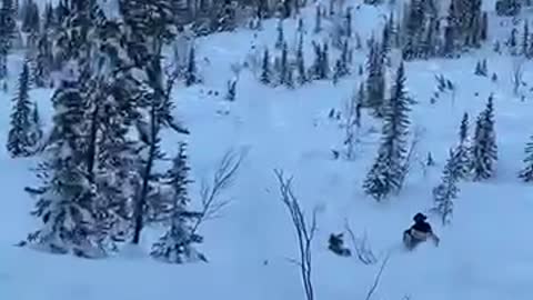 Tree Quickly Stops Guys Sliding Down a Mountain