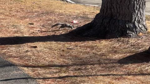 squirrel In winter