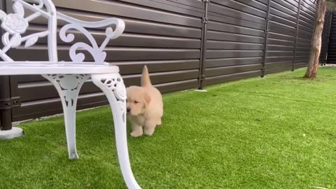 "Entertaining Dog Playtime Videos: Watch These Pups in Action!"