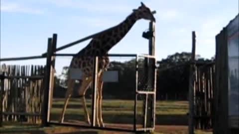 Giraffe breaks gate, another attempts to fix it