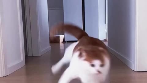 Hilarious Cats & Dogs Drifting Compilation: Watch These Pets Show Off Their Speed and Agility!