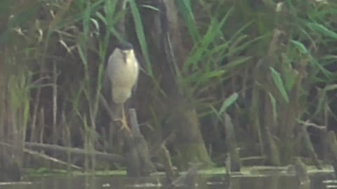 228 Toussaint Wildlife - Oak Harbor Ohio - Black Crowned Night Heron