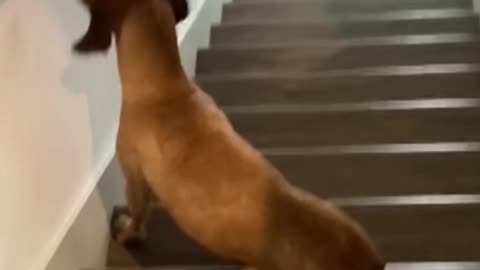 Shocked dog can’t believe the gossip their action on steps