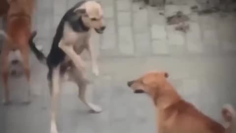 Dogs funny videos shorts 🤣 😂