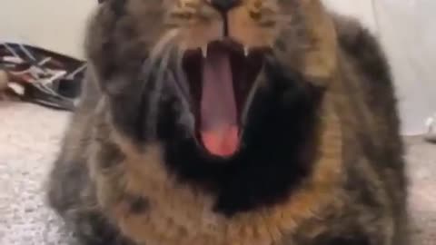 A cat is yawning