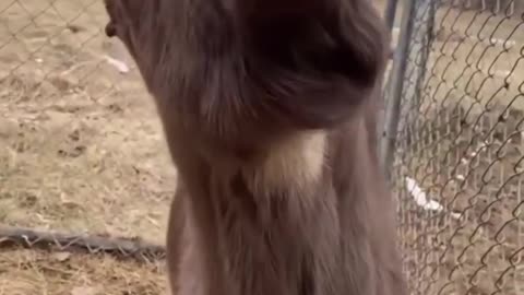 Funny Animals laughing