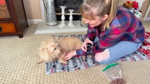 How to trim dogs nails for beginners