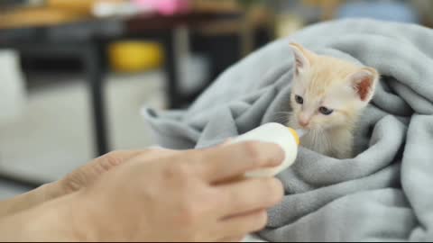 Rumble-Cat Eating Milk With Bottle