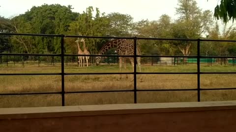 How giraffe eats grass in Mysore Zoo