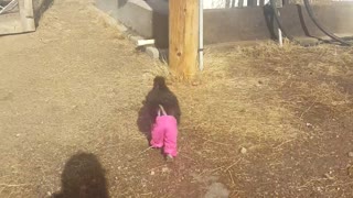 Gallo usa unos graciosos pantalones rosa con tiradores
