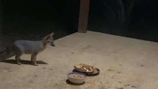 Wild Grey fox eats apple pie from back porch