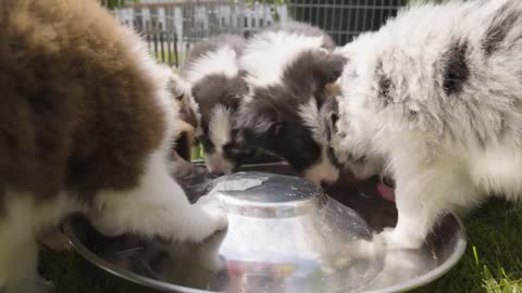 A group of puppies drink water from a bowl on grass in an enclosure - closeup