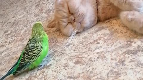 Кот и птица, милые животные #183