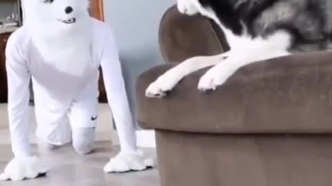 He really scared🤣🤣😂 Funny dog video 🤣