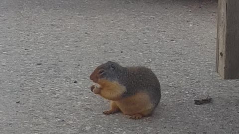 cut animal, squirrel eating crumbs on the street