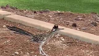 Roadrunner moving around at the Las Vegas Nevada temple