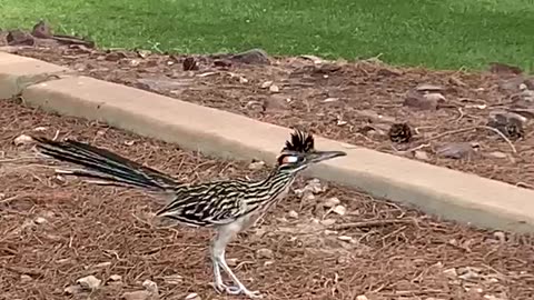 Roadrunner moving around at the Las Vegas Nevada temple