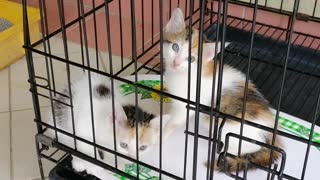 kittens in my cage