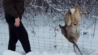 Saving a Deer Stuck in a Fence