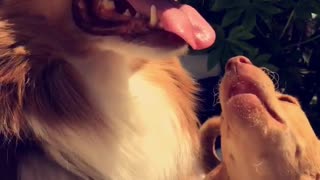 Chihuahua licks bigger dog's tongue