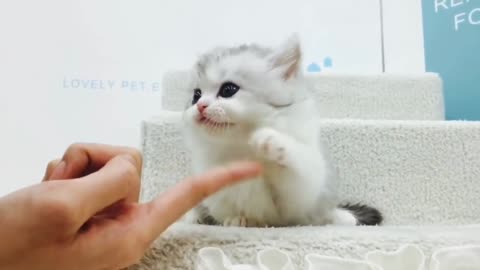 Cute short leg cat captures one's heart in a first sight