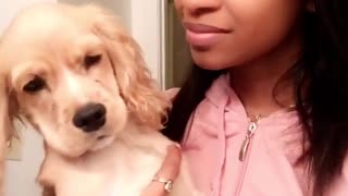 Tan dog avoids female owners kiss and affection