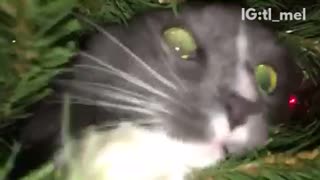 Grey cat hiding inside of christmas tree comes towards camera