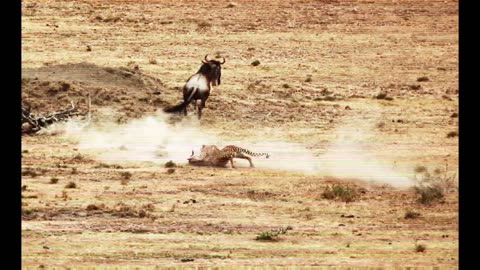 Animal Fighting In Jungle