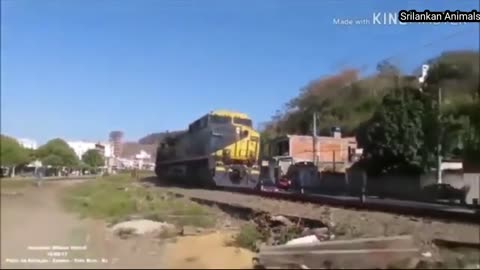 Animals Accident by Train Live Run Over Speedy Train Accident Animals in Forest