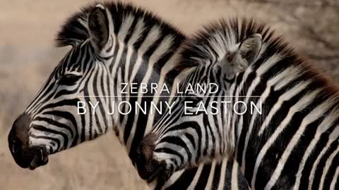 Wildlife Zebra Land - Amazing Wild Creatures
