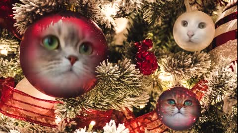 Cats Sing Deck the Halls - Jingle Cats - Merry Christmas