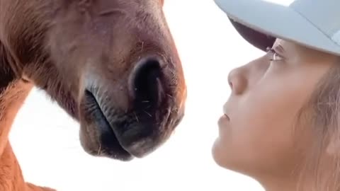 Young horse can't stop kissing caretaker