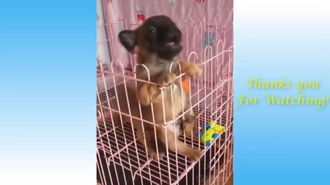 Funny Animals Compilations &