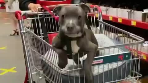 Mom put puppy in shopping trolley