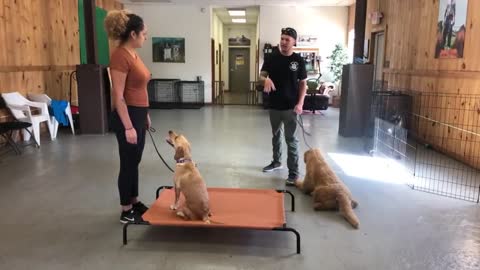 Amazing leash reactive dog training - Dog reactivity training