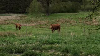 Cows and Cooks Share an Awkward Moment