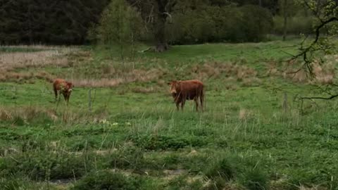 Cows and Cooks Share an Awkward Moment