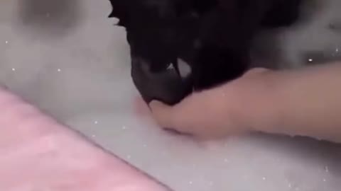 A very black and lovely kitten