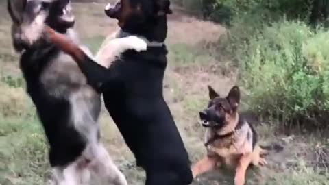 Rottweiler vs German Shepherd 2021 #shorts #Germanshepherd german shepherd dog fight