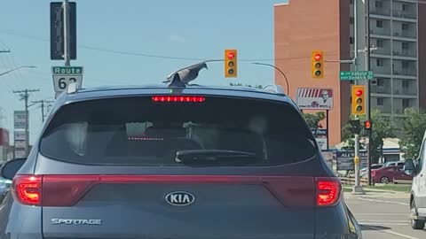 A dove landing on the top of a Kia SUV at a intersection and stay there even the vehicle moving on.