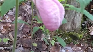 Lady's Slipper