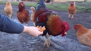 Top Rooster Shares Food With Hens