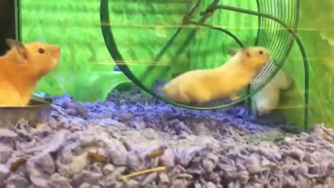 Cute hamster stuck on wheel 🐁😱😱😱
