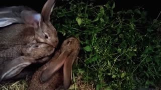 Hungry Hungry Gray Rabbits Eats Raw material food